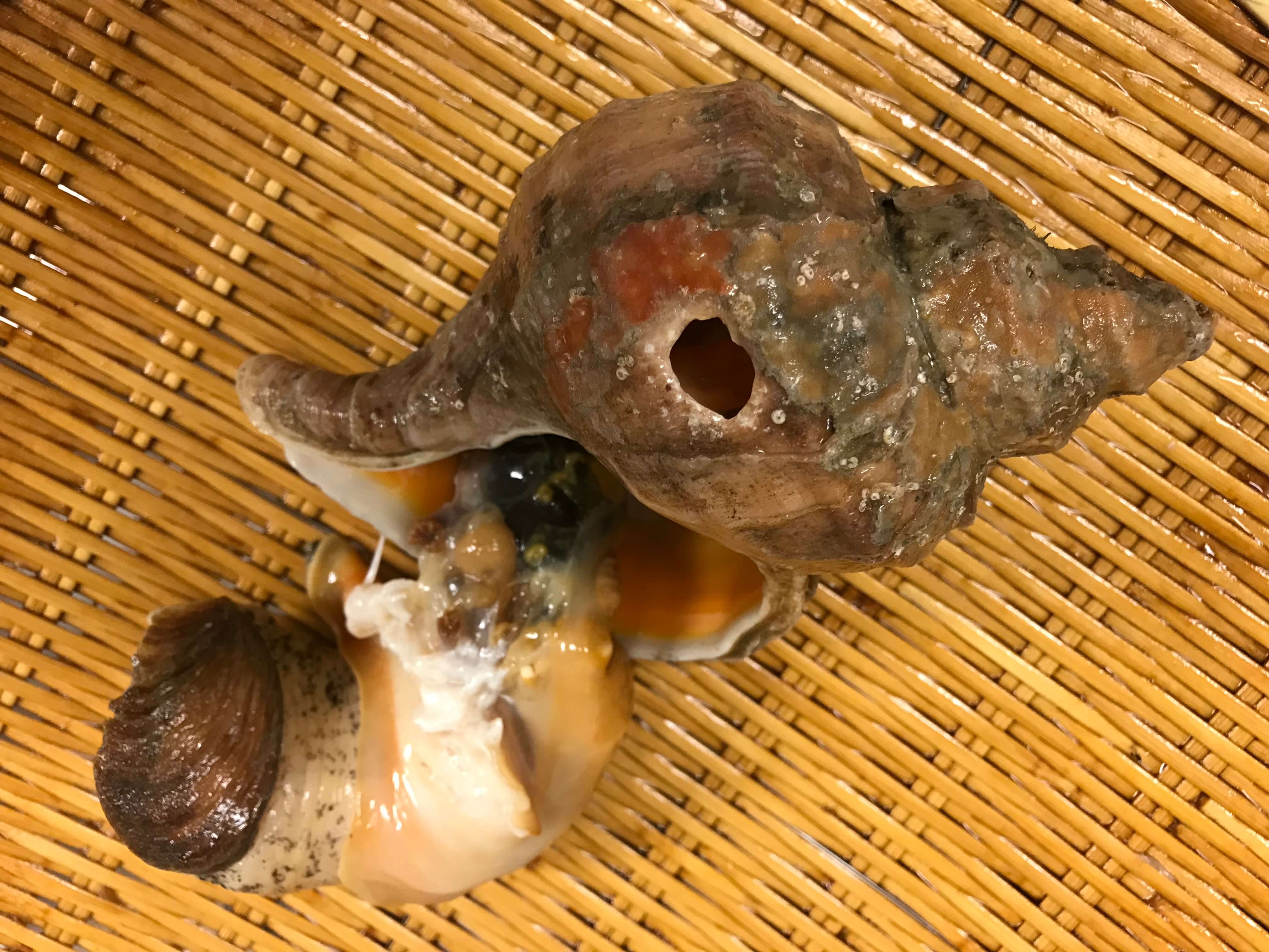銀座渡利 ツブ貝の捌き方 殻を割らずに剥く方法 銀座渡利 Ginza Watari